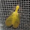 Yellow Dobsonfly (female)