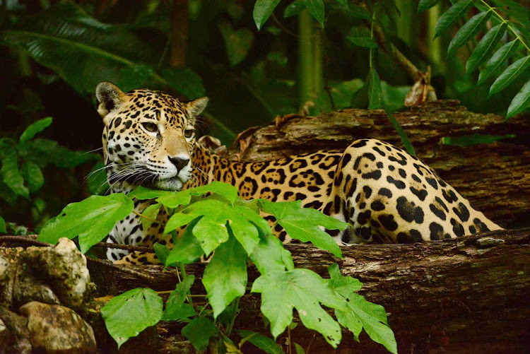 A jaguar in the Belize Zoo.