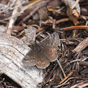 Persius Duskywing