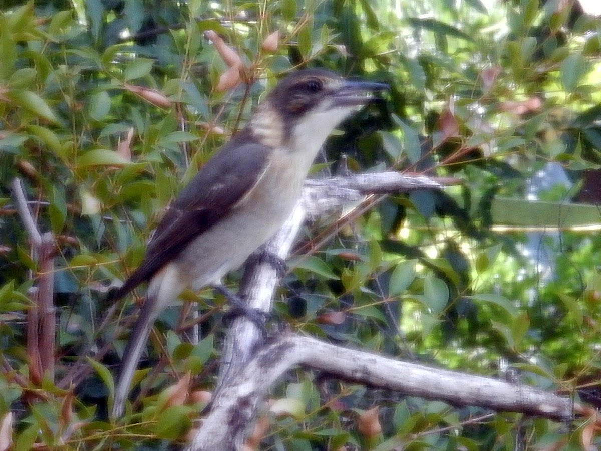 Grey Butcherbird (juvenile)