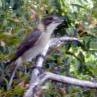 Grey Butcherbird (juvenile)