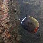 Redtail butterflyfish