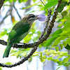 White-cheeked barbet