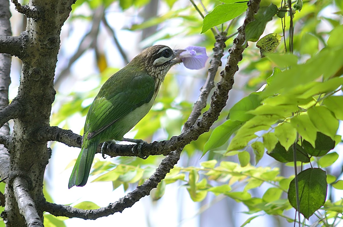 White-cheeked barbet