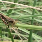 grasshopper