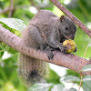 Red bellied tree Squirrel