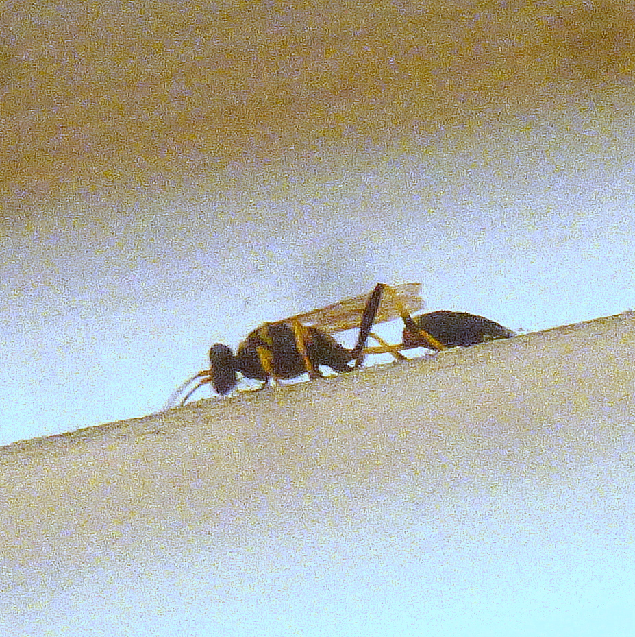 Black and yellow mud daubler