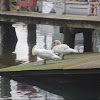 Mute swan