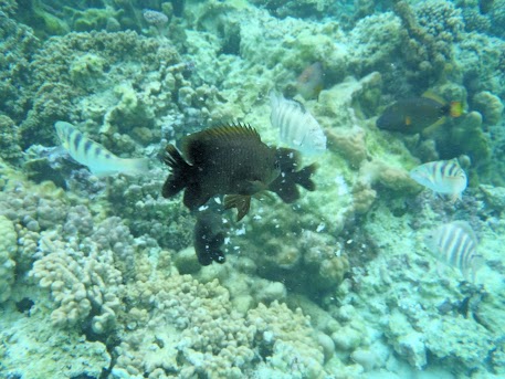 31 de julio, Tahaa - El paraíso en la tierra, Polinesia Francesa (11)