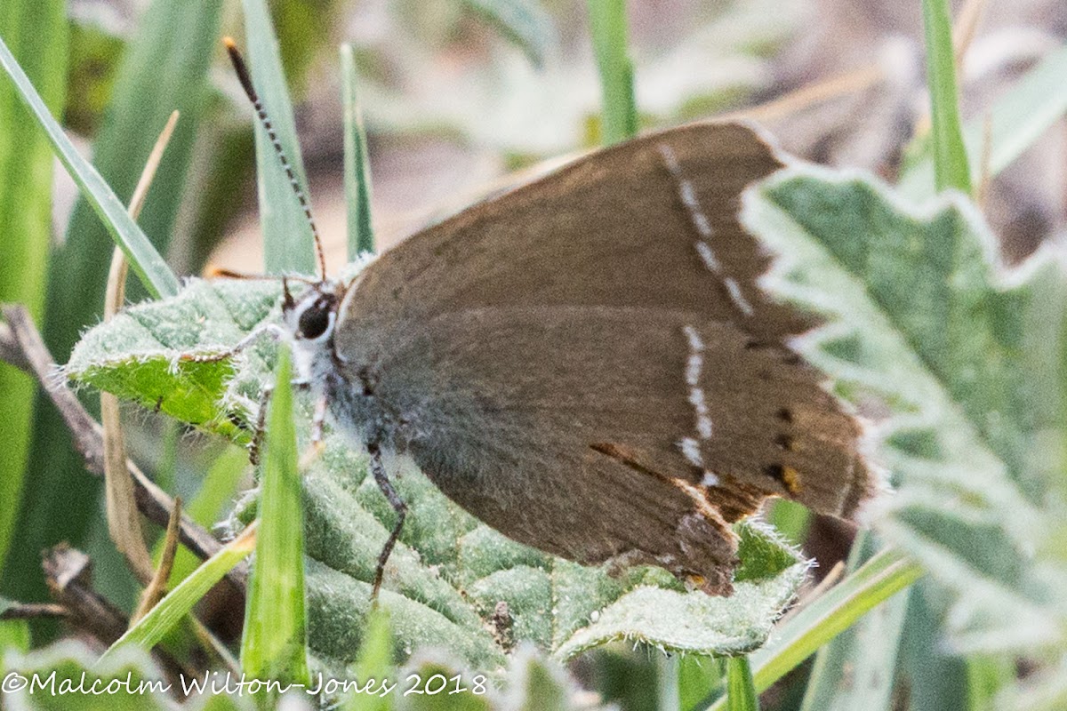 Blue-spot Hairstreak