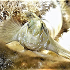 Sphinx blenny. Dormilón