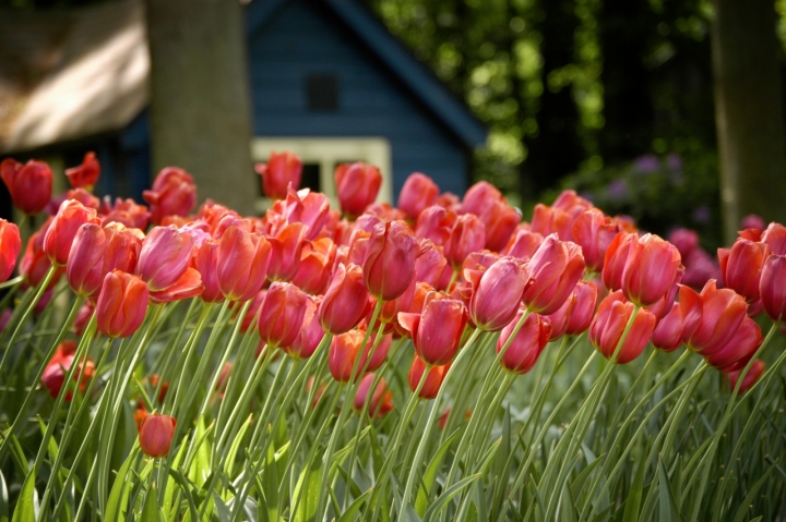 Primavera in Olanda di alessandrocastellani