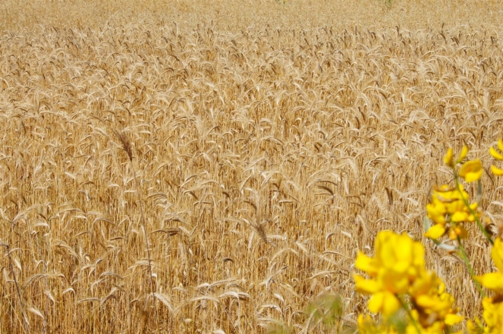 L'oro di teppistocle