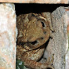 Common Toad