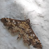 Paler diacme moth