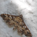 Paler diacme moth