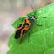 False Milkweed Bug