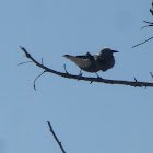 Clarks Nutcracker