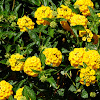 West Indian Lantana