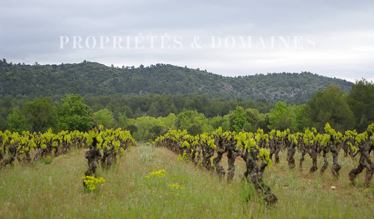 Vineyard Vaucluse