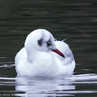 Black-headed Gull