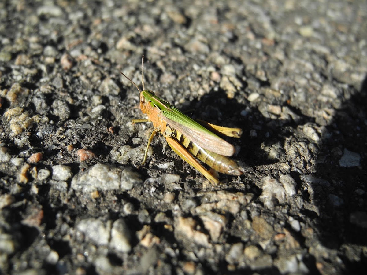 Grasshopper