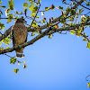 Red Shouldered Hawk