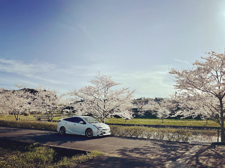 プリウスのいつも いいね､コメントありがとうございます｡・桜と愛車・桜コラボ・めざせPickUpCars・Instagram投稿済に関するカスタム事例の投稿画像7枚目