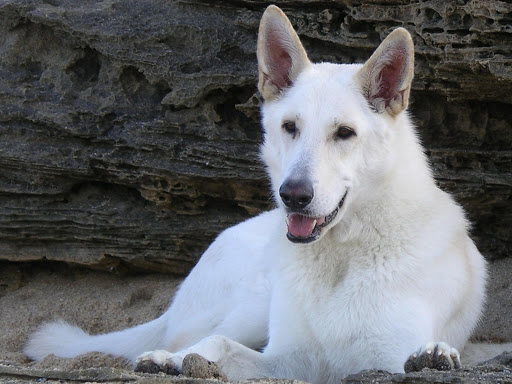 White German Shepherd Pack 2