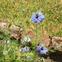 Love-in-a-mist - Jungfer im Grünen