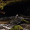 American dipper