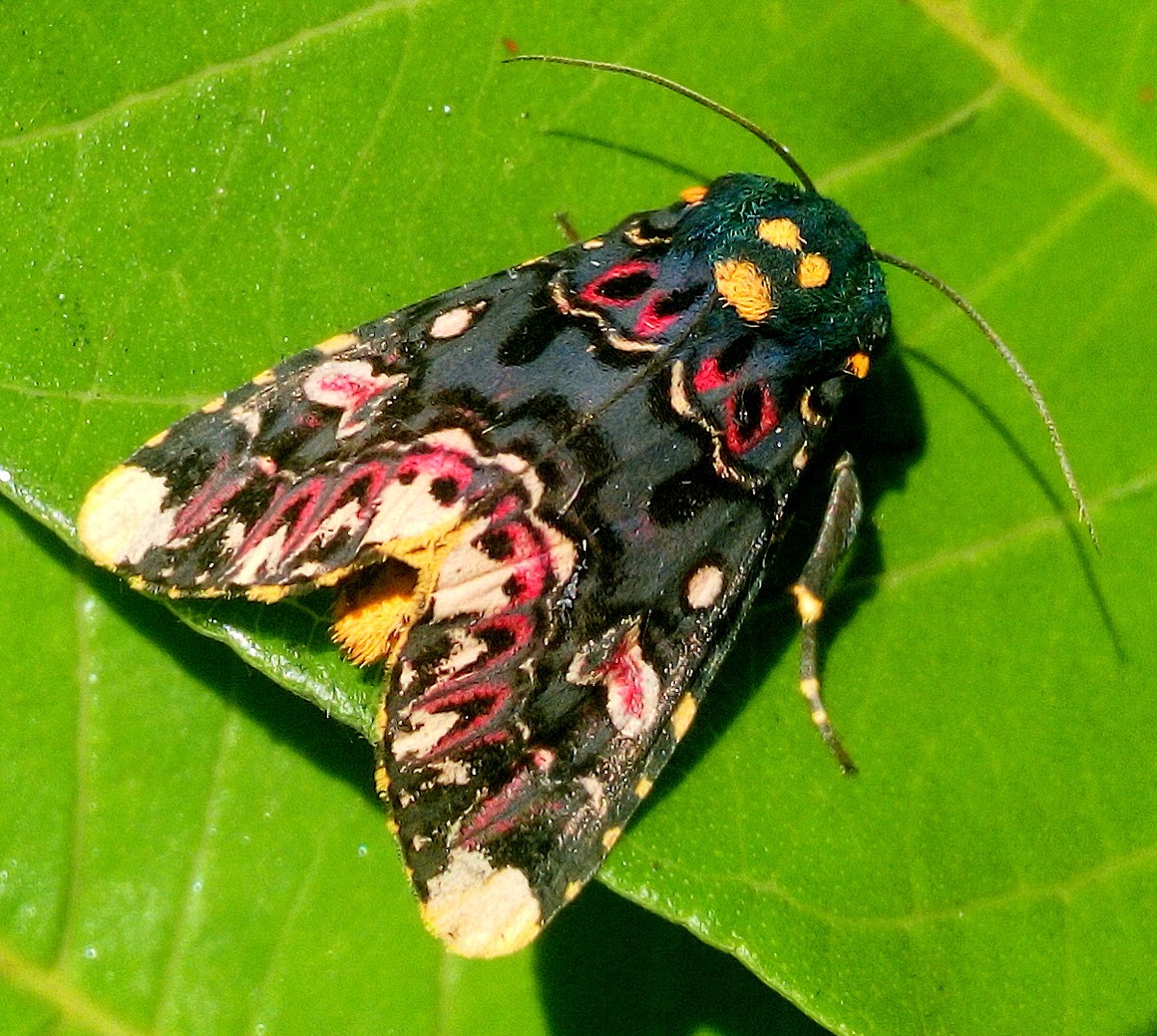 Lily Moth