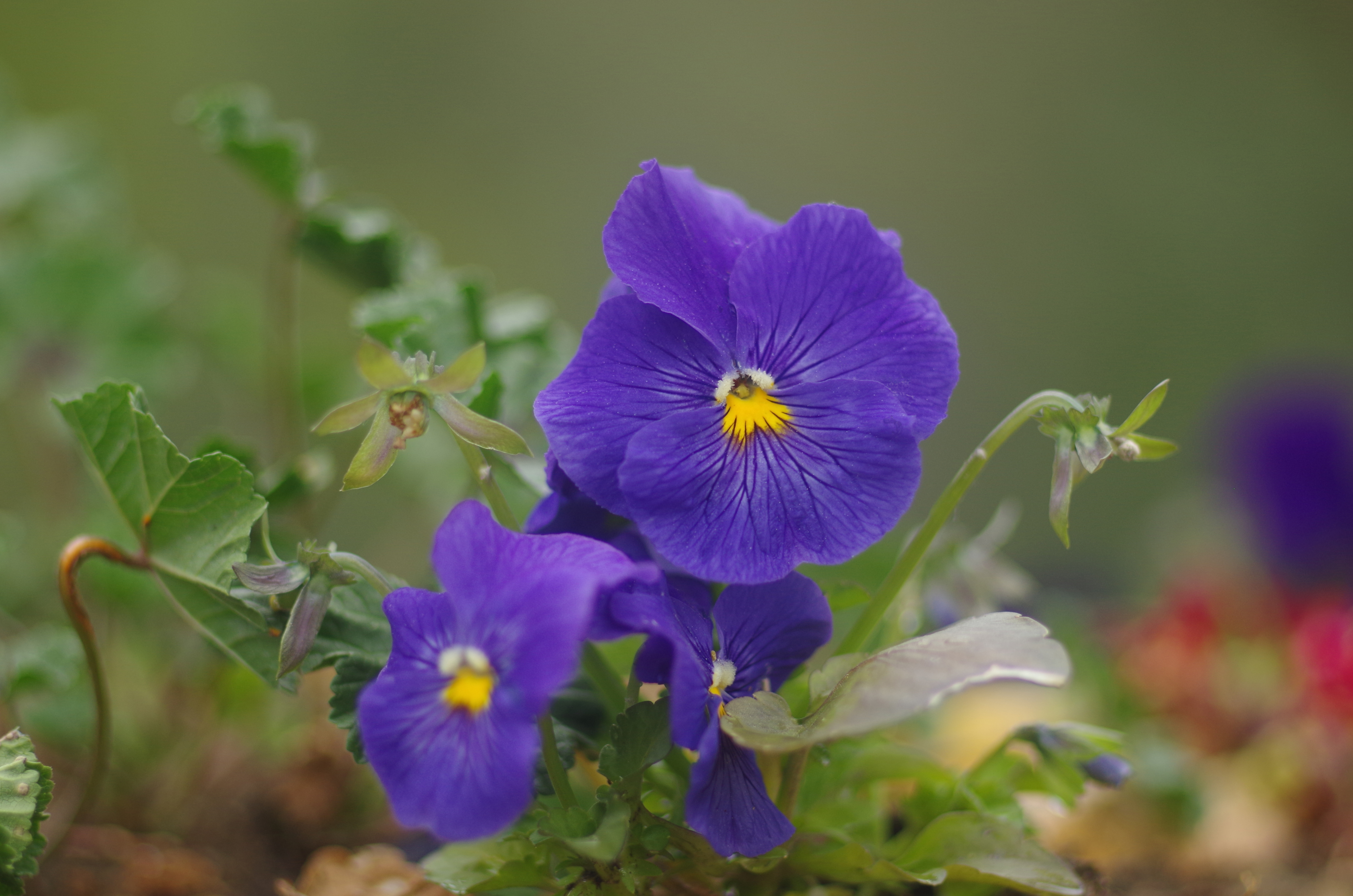 Com'è bella la Viola di gorifm