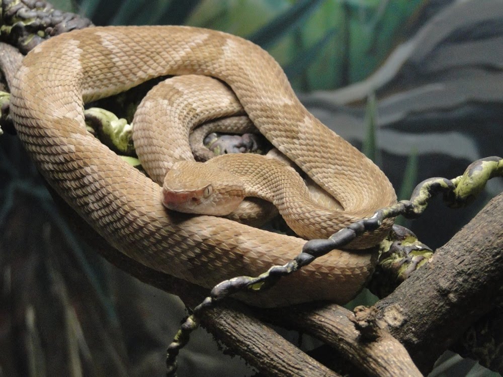 Queimada Grande, o ninho de cobras