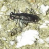 Punctured Tiger Beetle