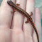 Long-tailed Salamander