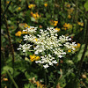 Queen Anne's Lace