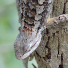 Texas Spiny Lizard