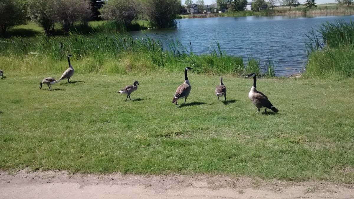 Canada Goose