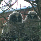 Long-eared owlets