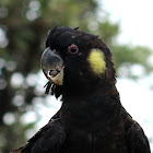 Yellow-tailed Black-Cockatoo (Male)