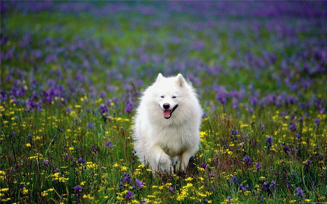 samoyed Themes & New Tab