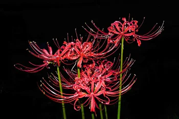 Red spider lily