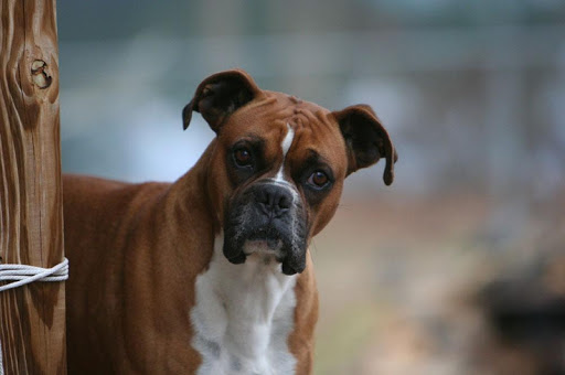 Boxer Dog Live Wallpaper