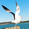 Ring-billed Gull