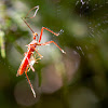 Assassin Bug