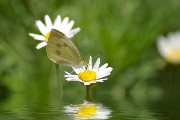 La margherita e la farfalla di ninny