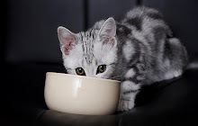 American Shorthair - New Tab in HD small promo image