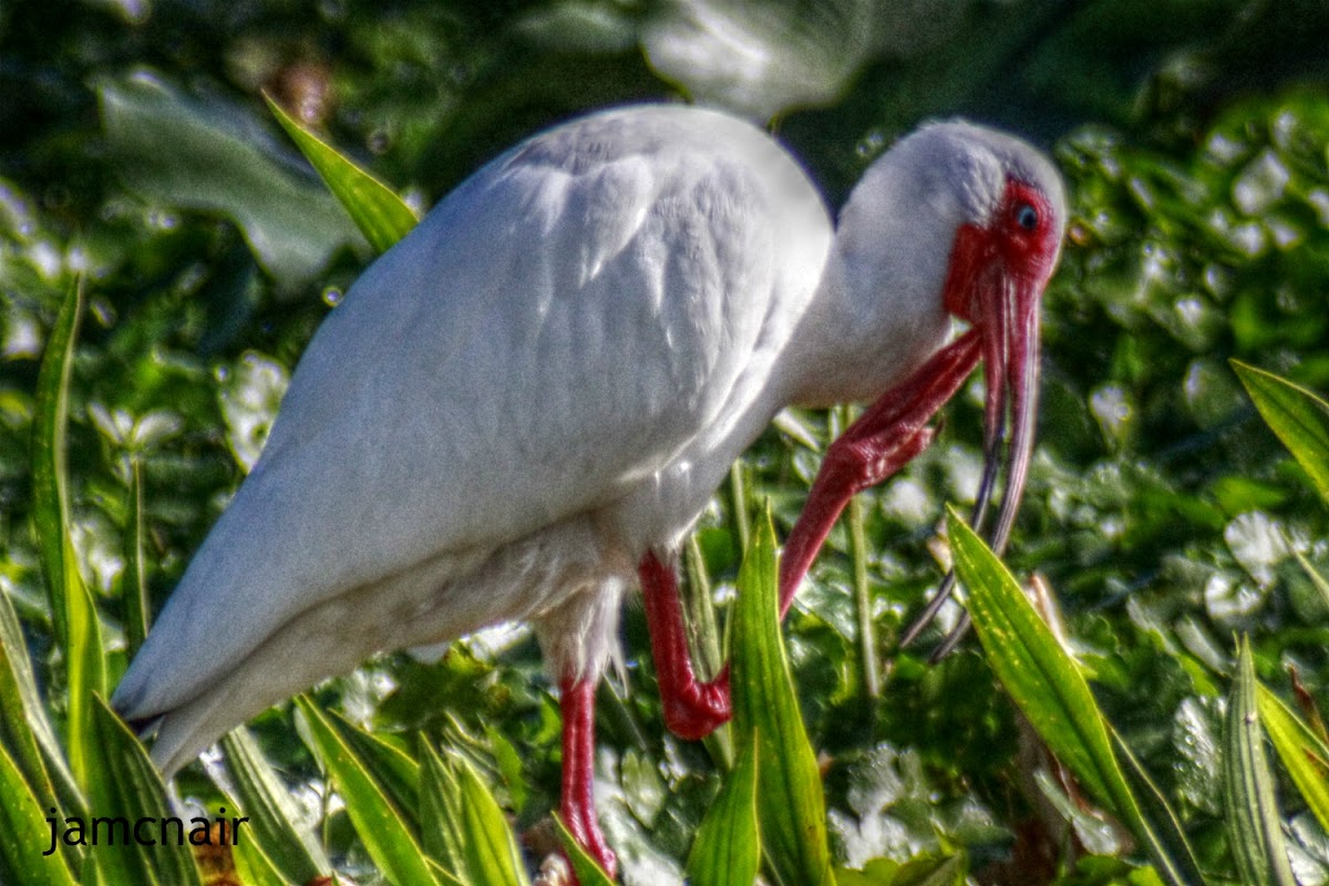 American White Ibis