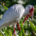 American White Ibis